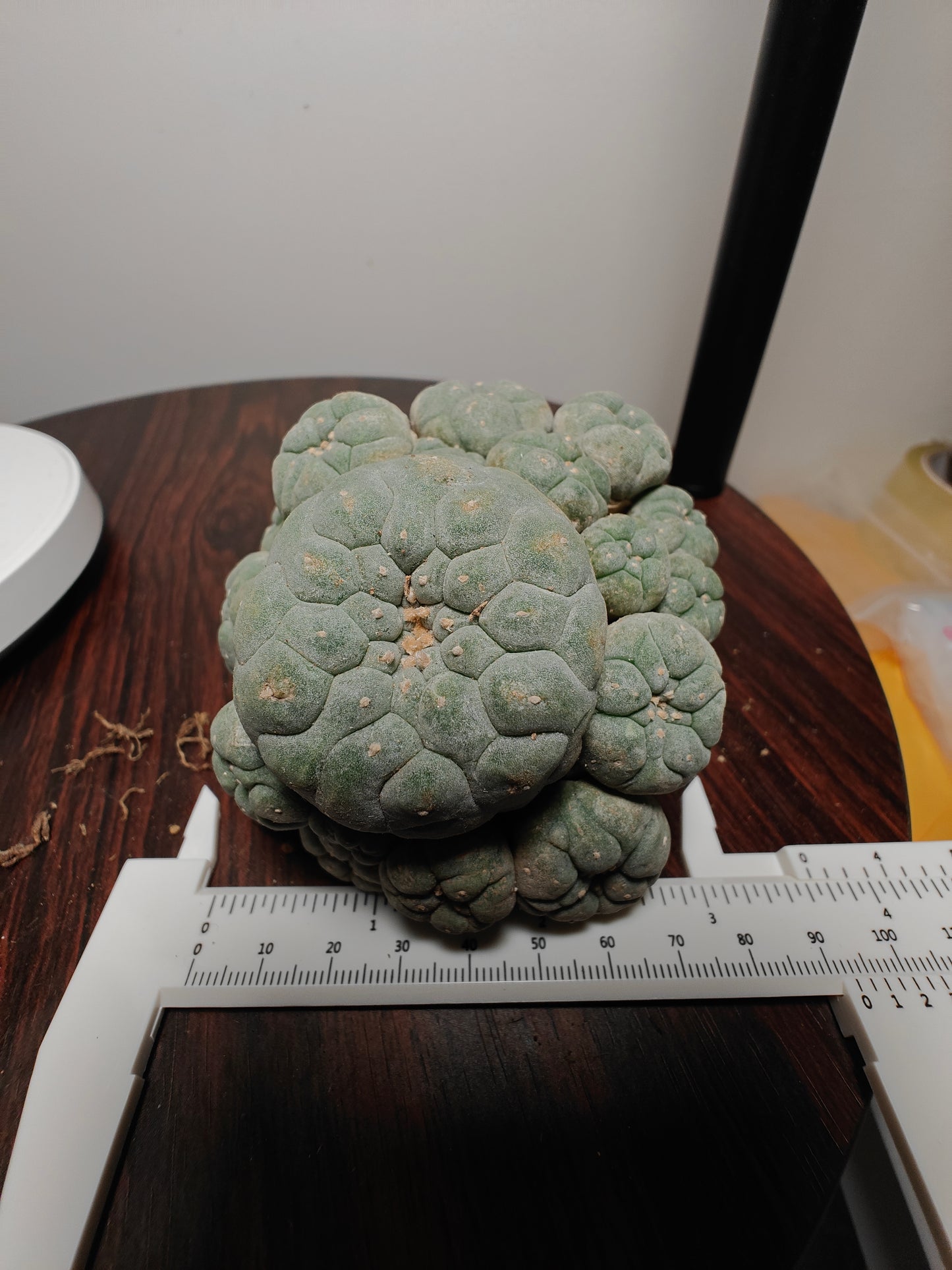 Cactus Plant L0ph0ph0ra friiiciii 8 cm+, self rooted. Clearance