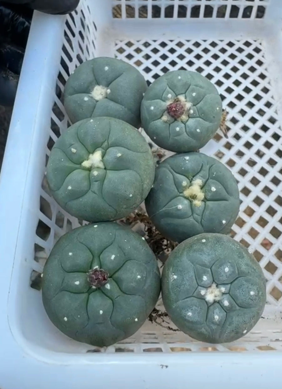 Flowering Cactus Seed Grown L.fricii Random 6 x plants, different variety combinations, diameter 3.0-3.3 cm.