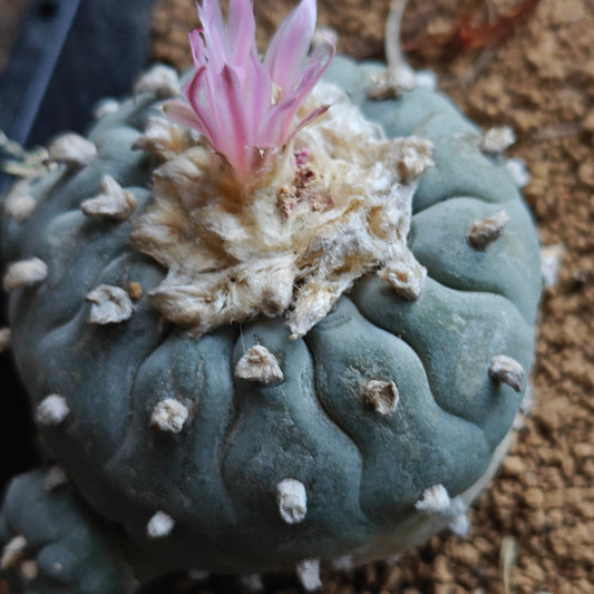 Lophophora fricii 'wavy pattern' 7cm Mature plant