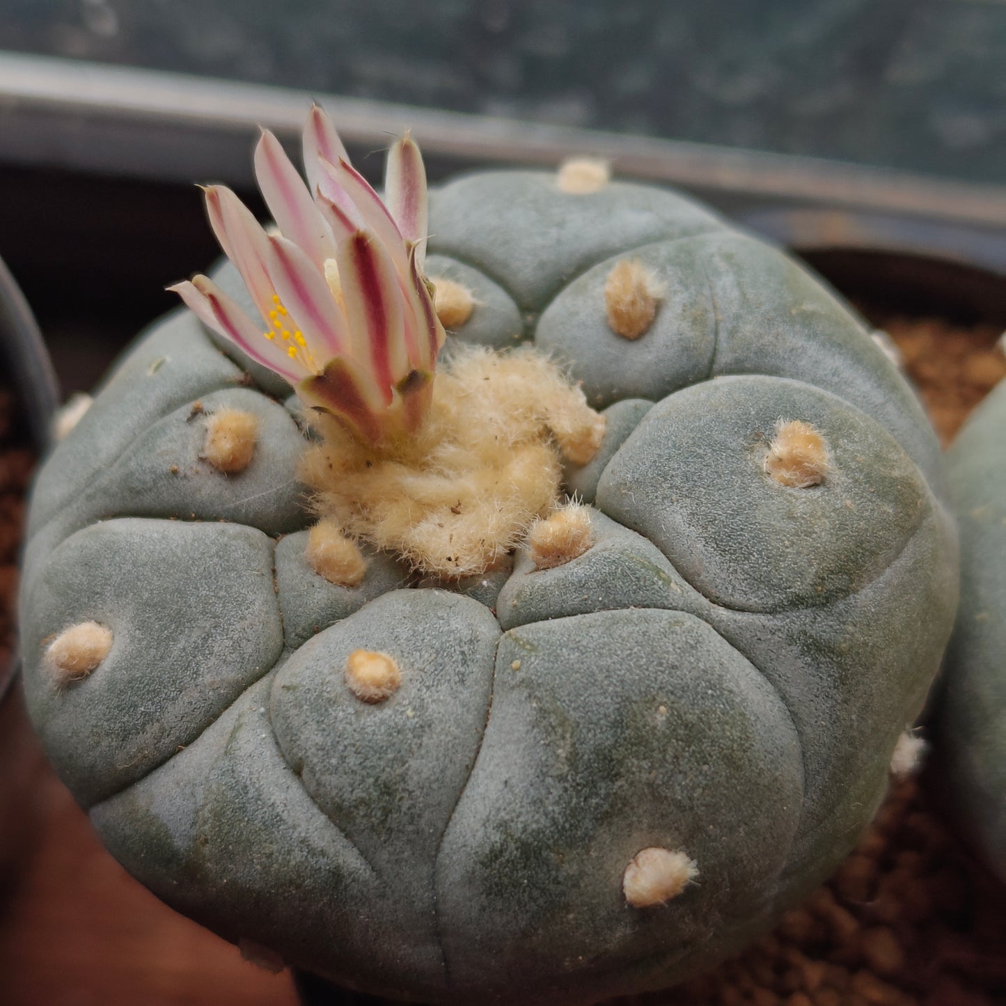 Mature L.fricii plants x 2, each more than 5cm, big tuberous root.