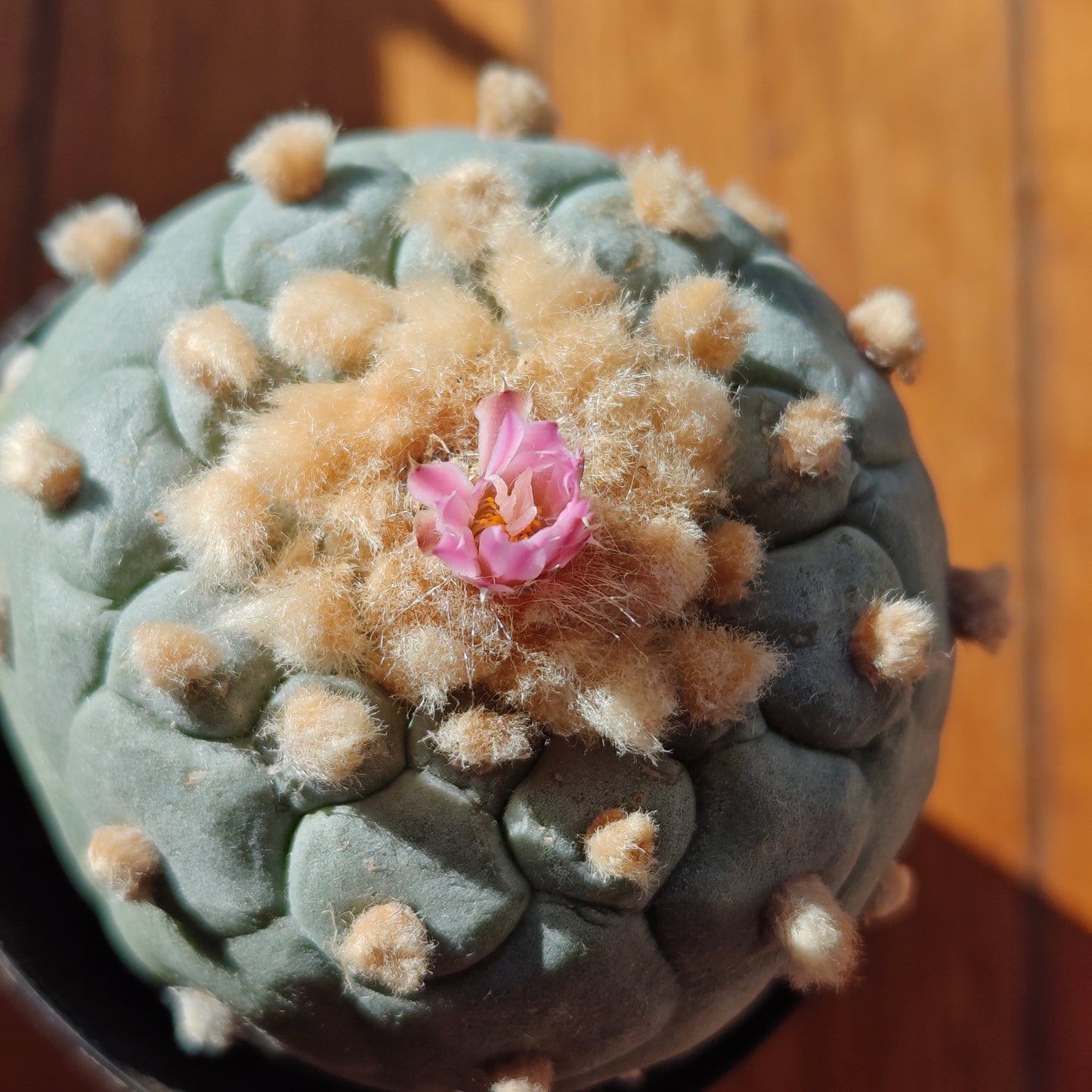 Lophophora seed grown mature plant, 7 cm