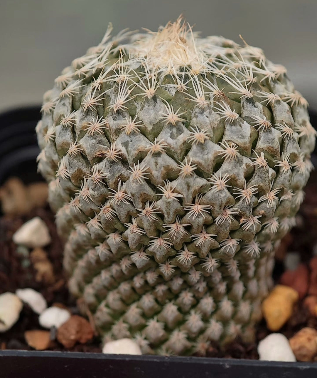 Pelecyphora and T. Subterraneus plants x 2