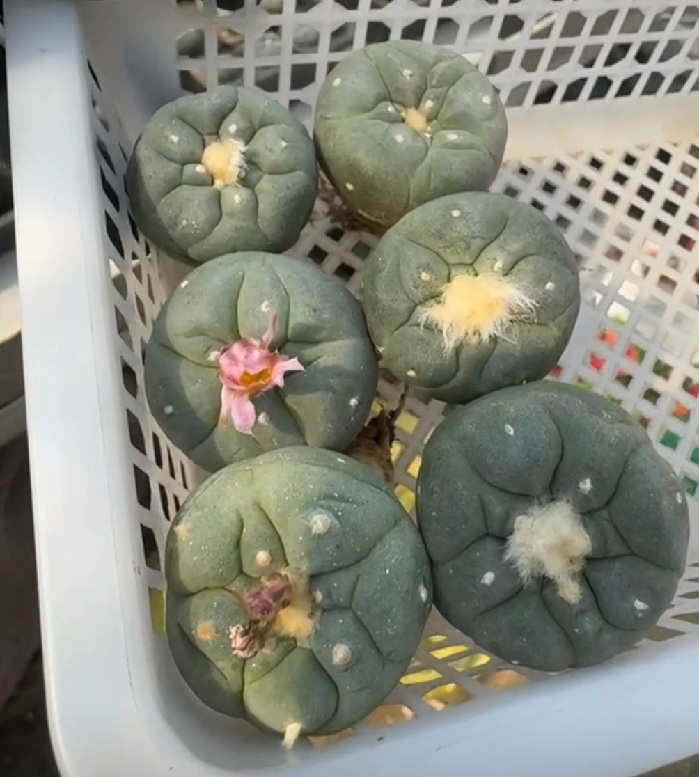 Flowering Cactus Seed Grown L.fricii Random 6 x plants, different variety combinations, diameter 3.0-3.3 cm.