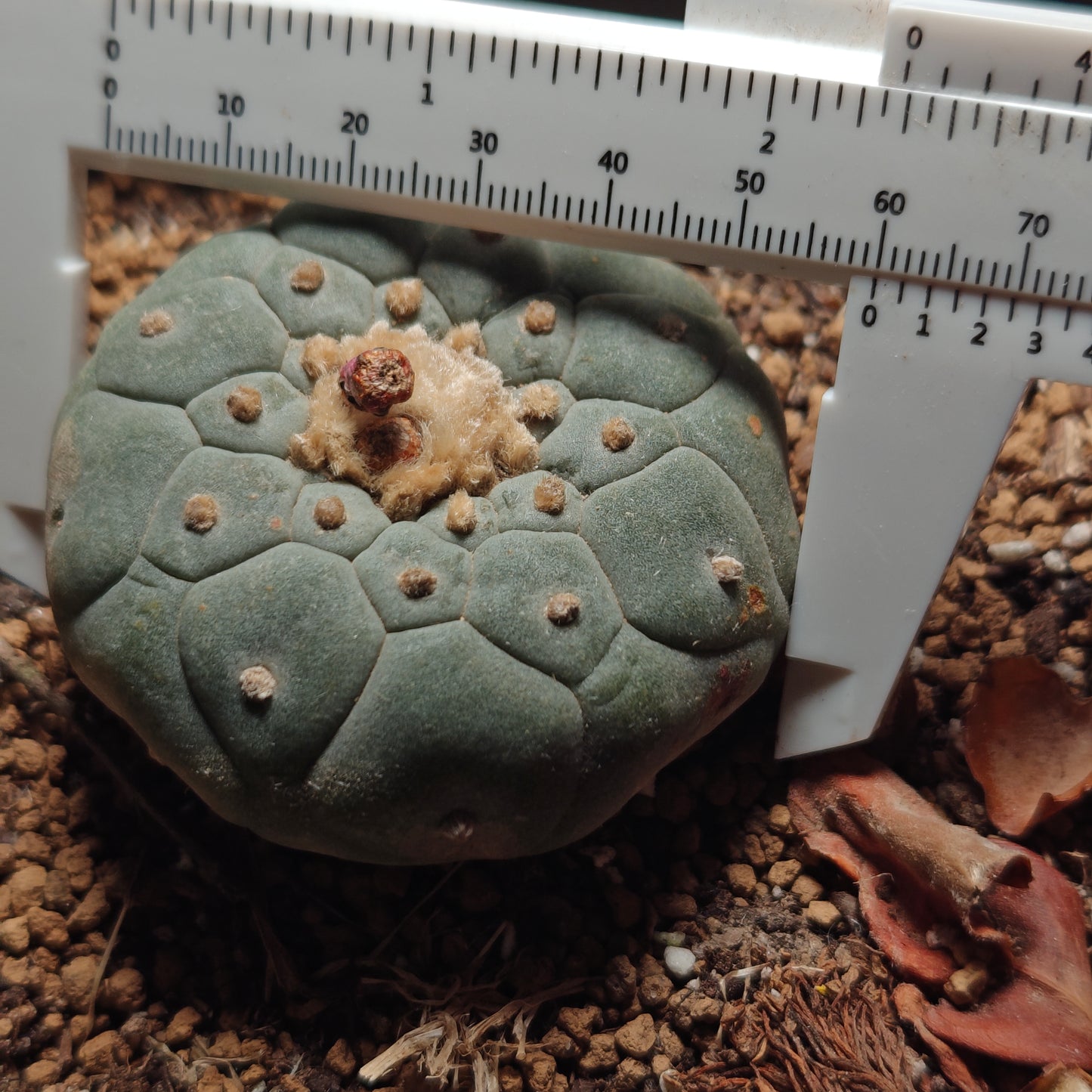 Flowering cactus 10 X Plants various type mix. Whole pot for sale. Clearance.
