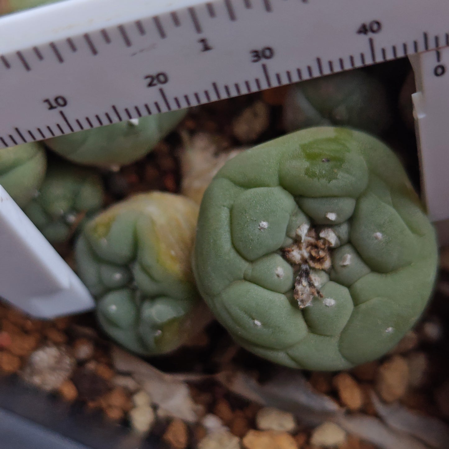 L. fricii selected hybrid Japanese genetic seed grown plant x1