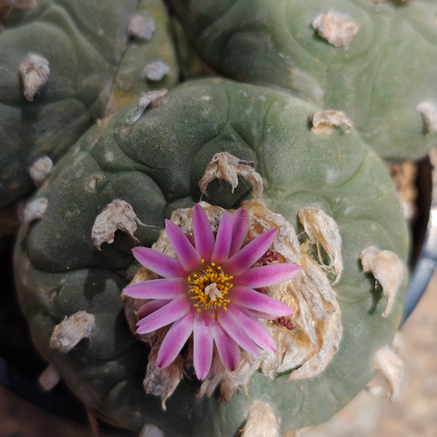 Lophophora 10+ cm, seed grown triple-head plant x 1, with tuberous root