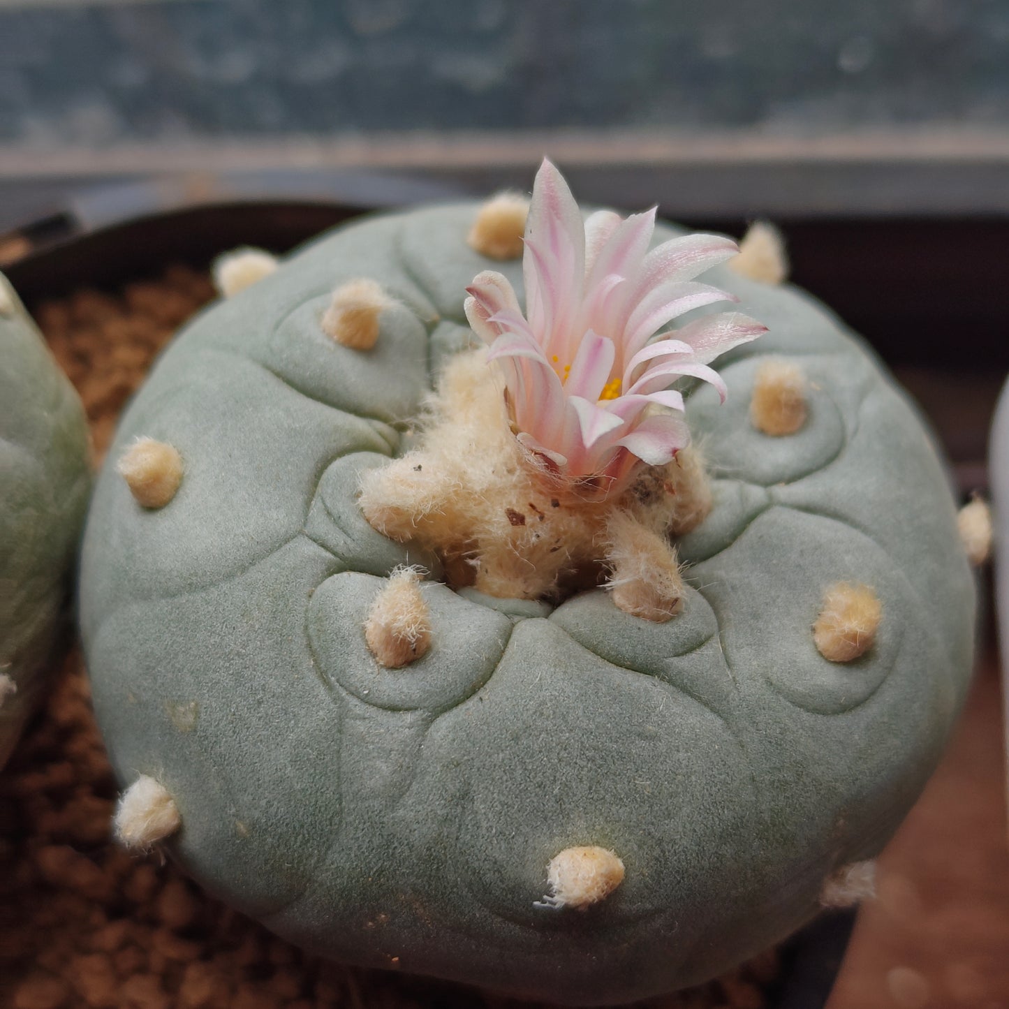 Mature L.fricii plants x 2, each more than 5cm, big tuberous root.