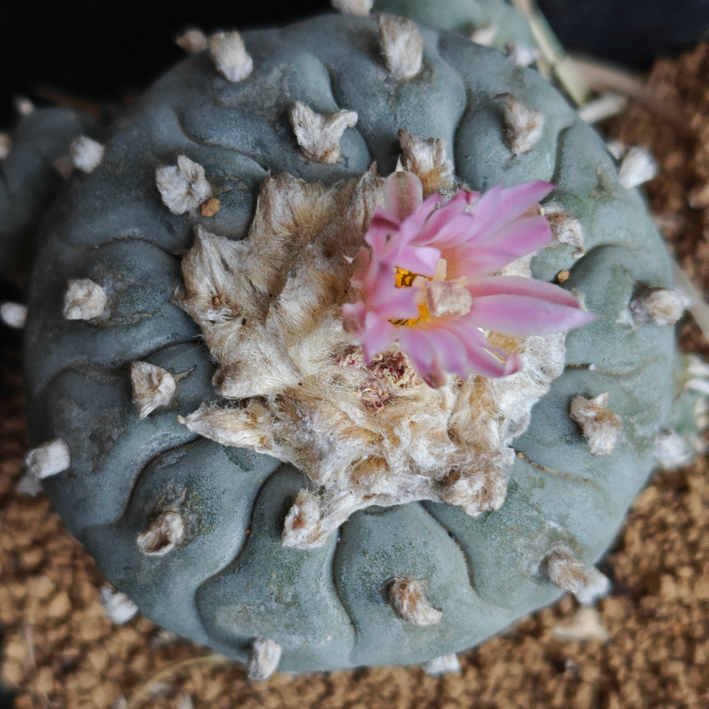 Lophophora fricii 'wavy pattern' 7cm Mature plant