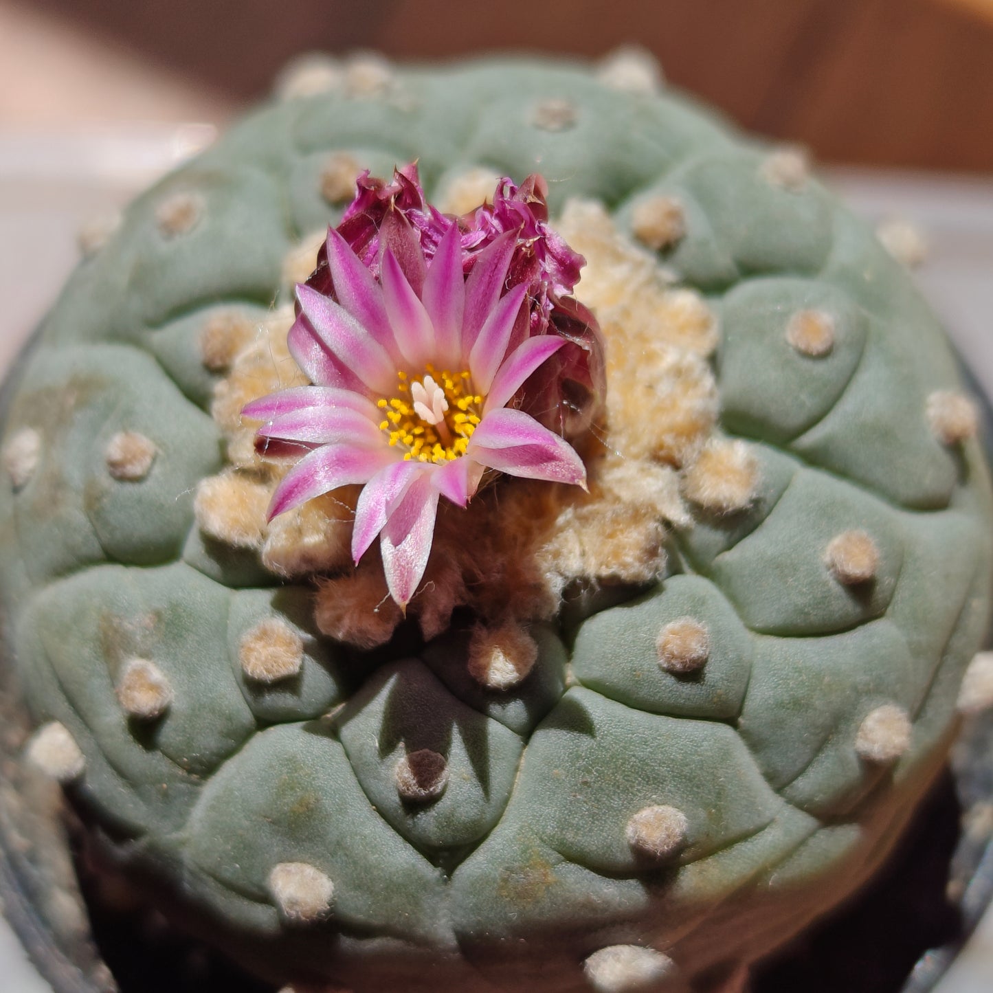Lophophora spiral pattern 6 cm, seed grown plant with tuberous root
