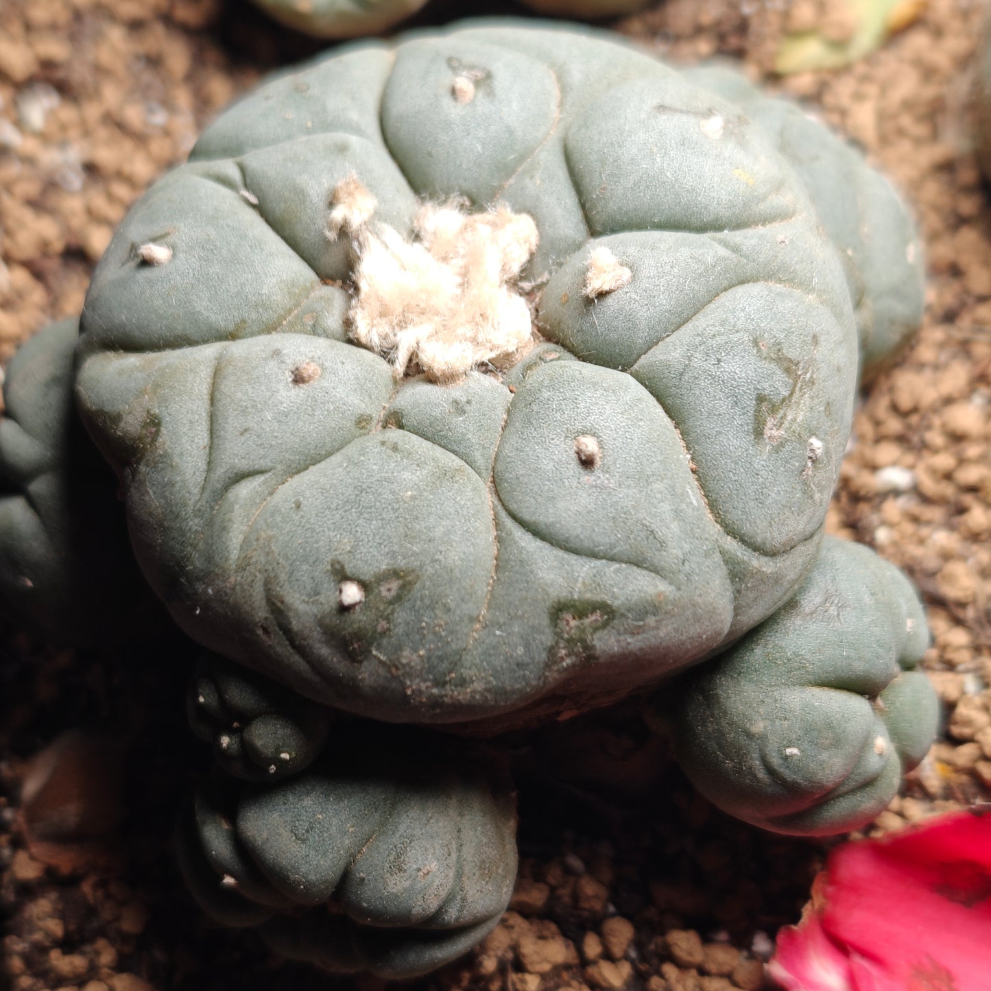 Flowering cactus 10 X Plants various type mix. Whole pot for sale. Clearance.