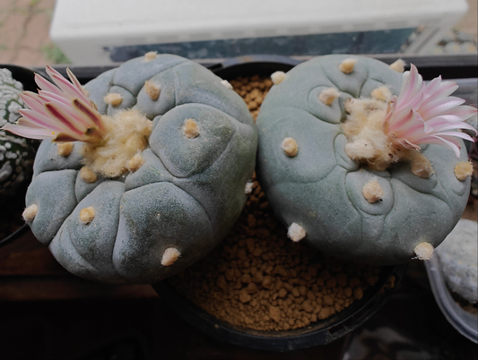 Mature L.fricii plants x 2, each more than 5cm, big tuberous root.