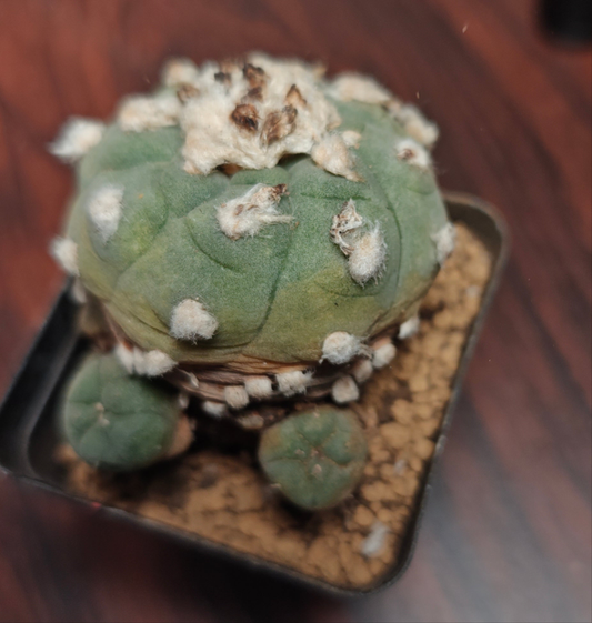 Flowering Cactus Loph w jourdaniana Multiple buds>3, diameter 4.3cm+.