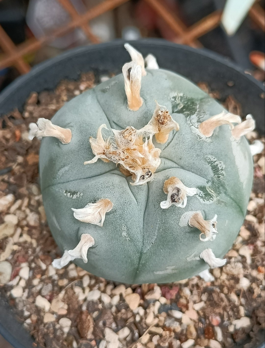 Lophophora Williamsii
var. Huizache Seed grown plant, 5-5.4 cm. Tuberous root, only 2 available.