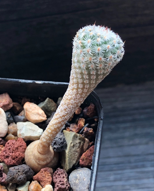 T. booleanus plants grown from seeds.