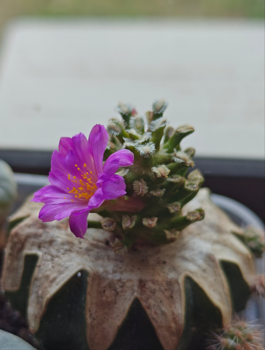 Mammillaria bertholdii 2.7-3 cm grated.