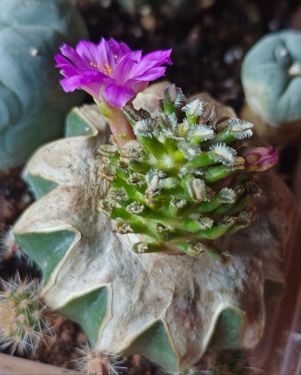 Mammillaria bertholdii 2.7-3 cm grated.