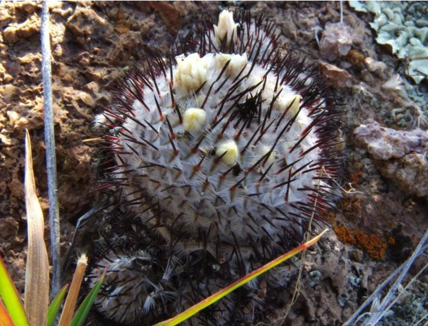 2024 Fresh Seeds Cactus Mammi|aria perezdelar0sae subs.ander soniana. Seeds 20+