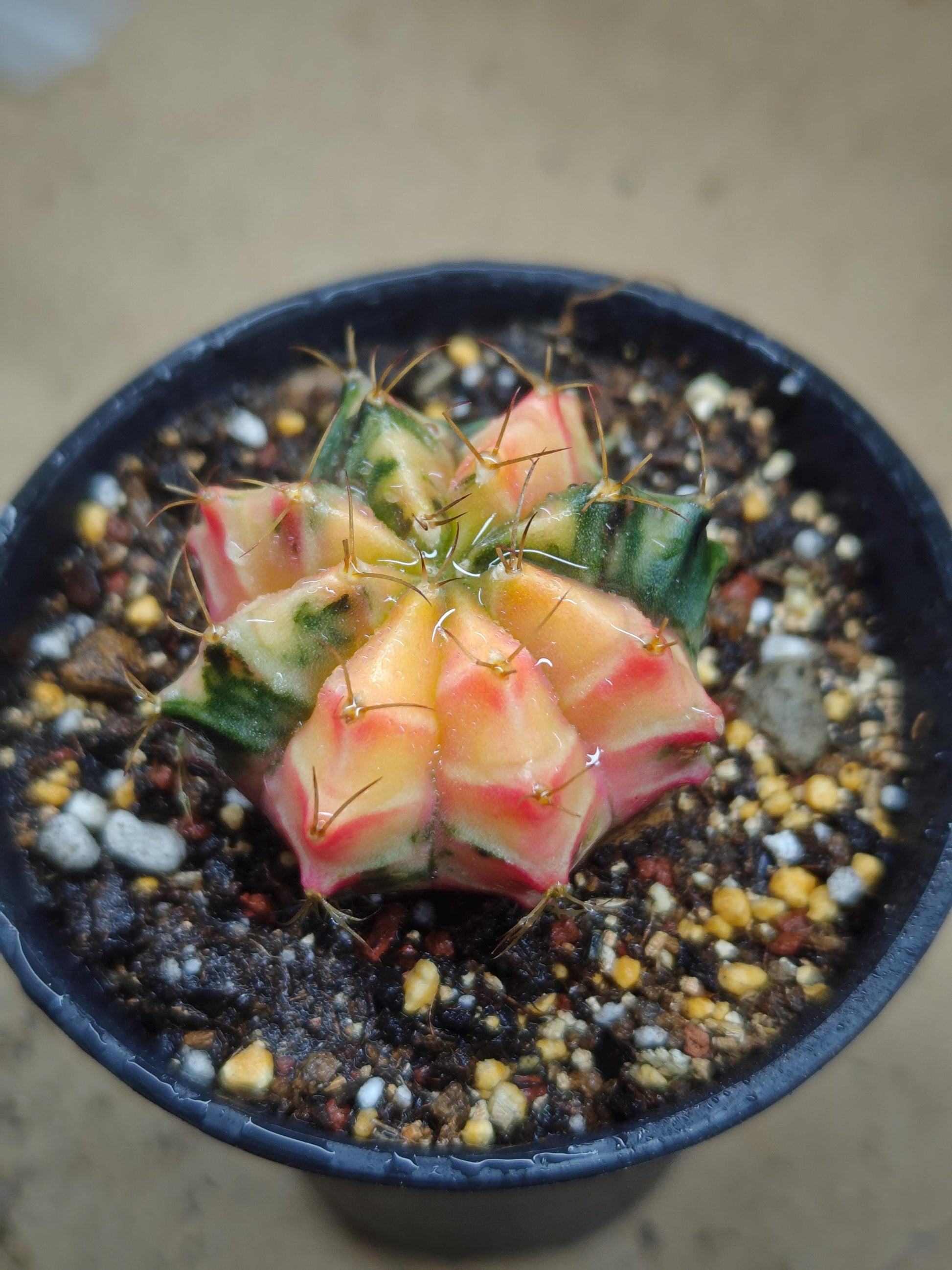 Gymno mihanovichii Cactus variegated 3.5-4cm Seed grown Plant x 1