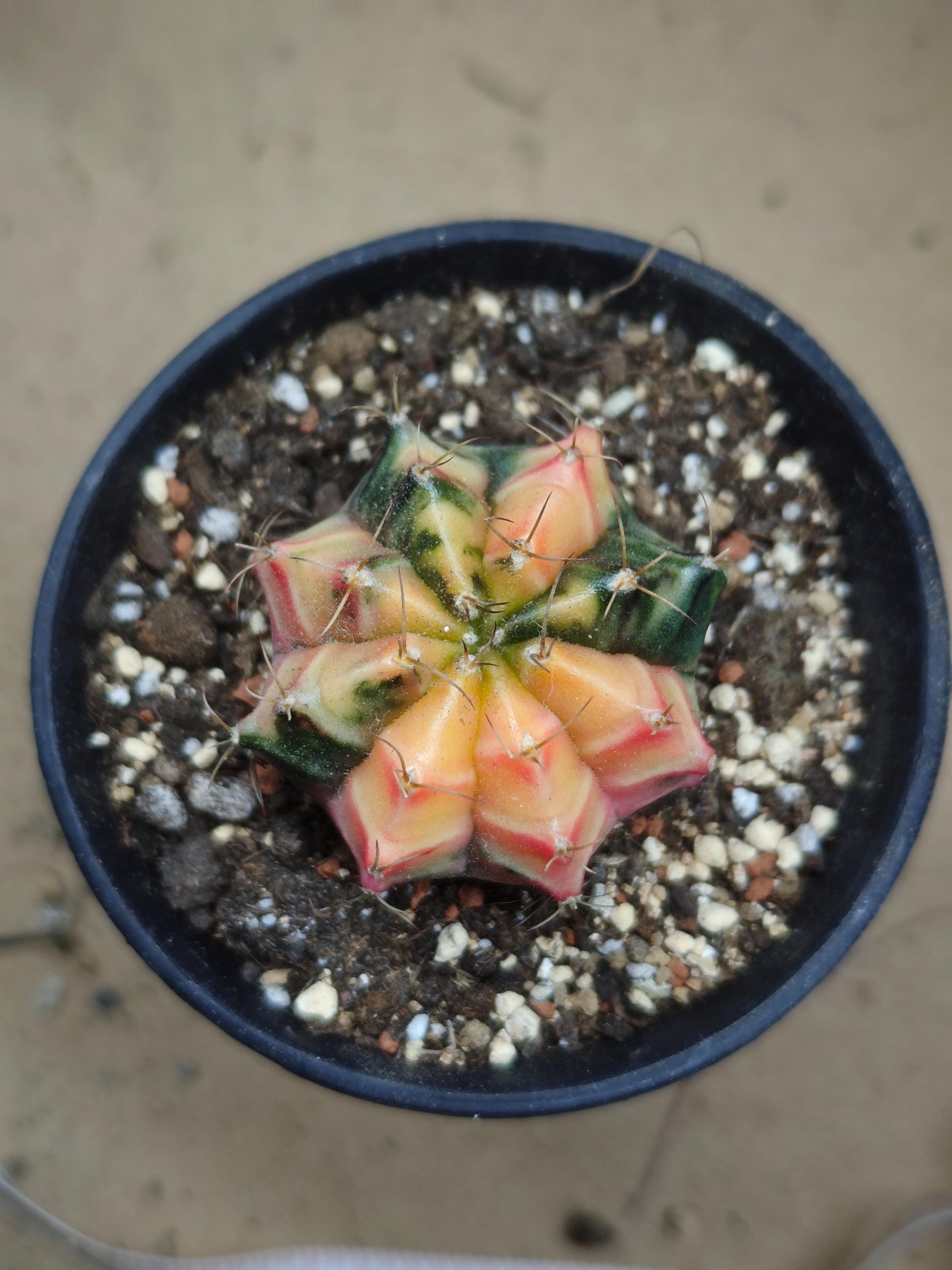 Gymno mihanovichii Cactus variegated 3.5-4cm Seed grown Plant x 1