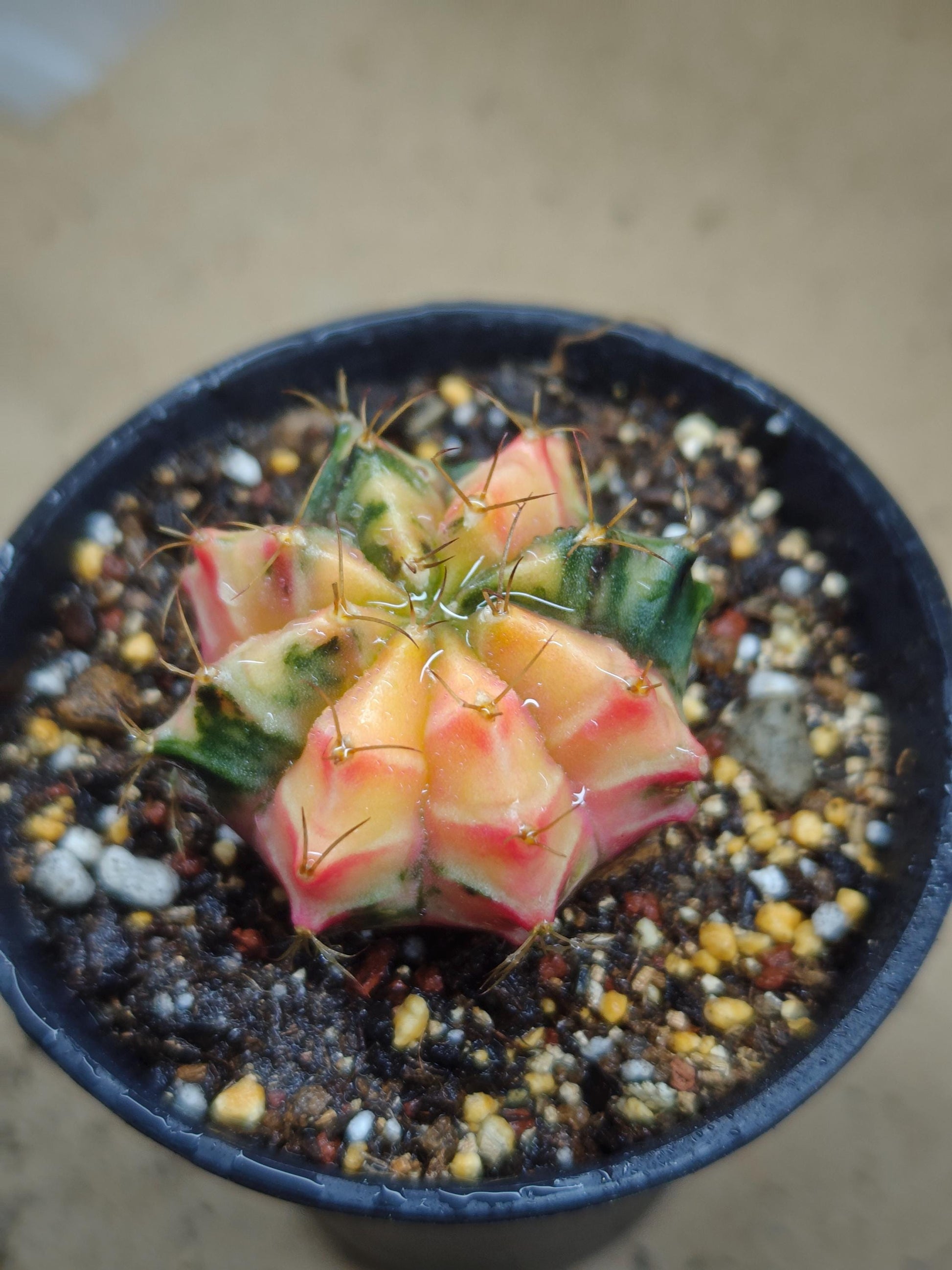 Gymno mihanovichii Cactus variegated 3.5-4cm Seed grown Plant x 1