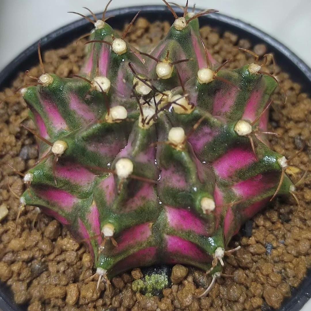 Gymno mihanovichii plant X 1, Big size T-Rex Thai variety, 5 cm.