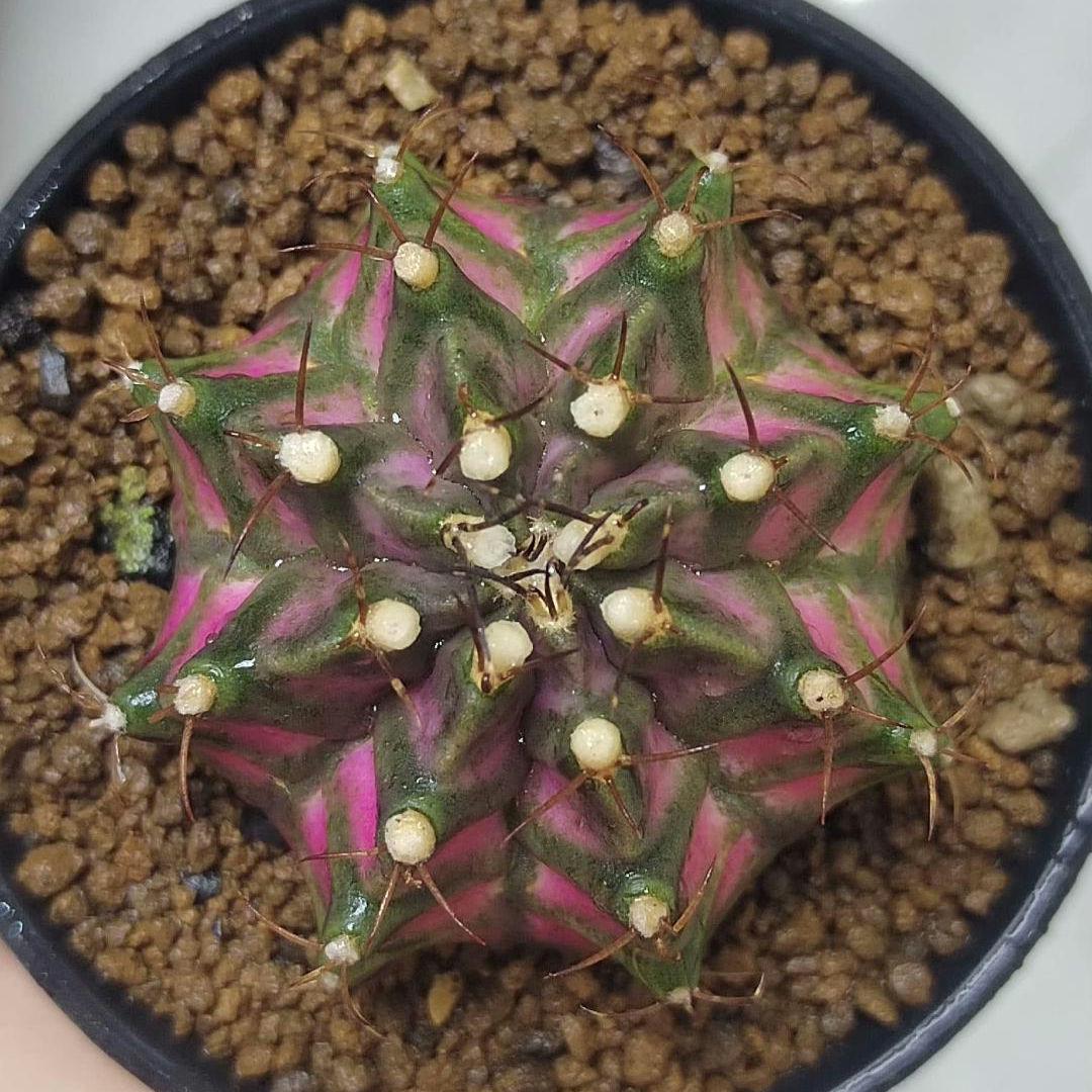 Gymno mihanovichii plant X 1, Big size T-Rex Thai variety, 5 cm.