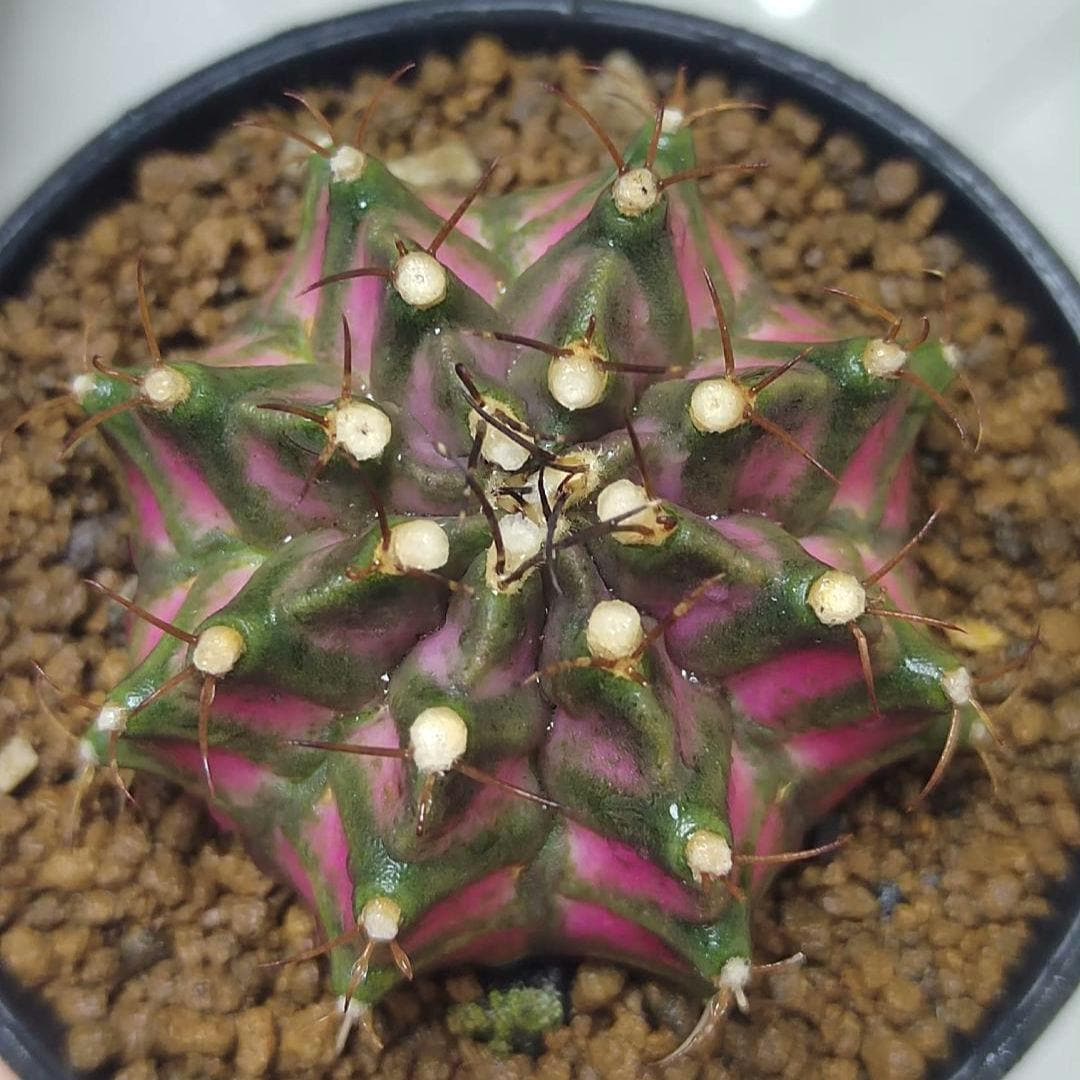Gymno mihanovichii plant X 1, Big size T-Rex Thai variety, 5 cm.