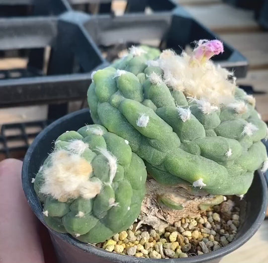 Flowering cactus 1X Plant 7cm self rooted for 4yrs tuberous root. Nice raised areoles.