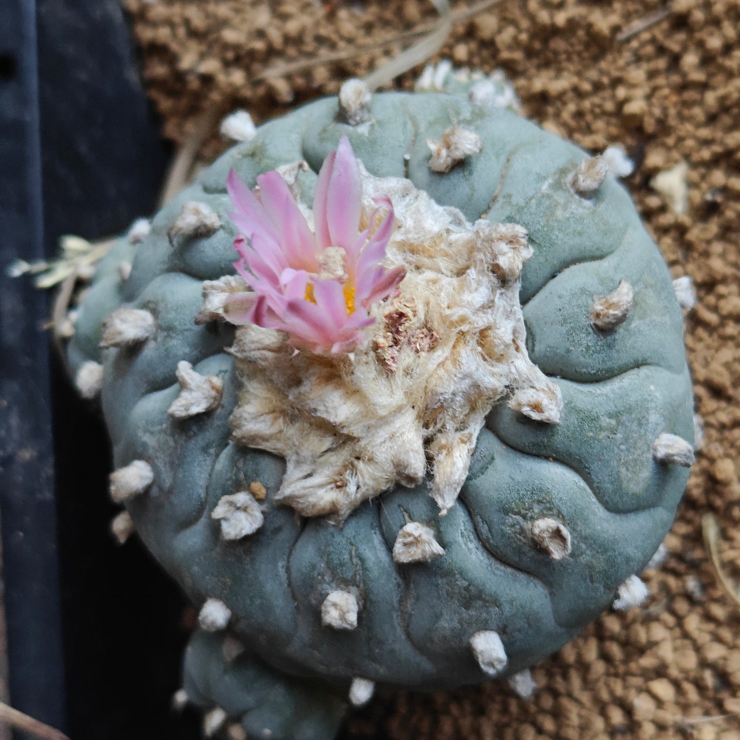Lophophora fricii 'wavy pattern' 7cm Mature plant