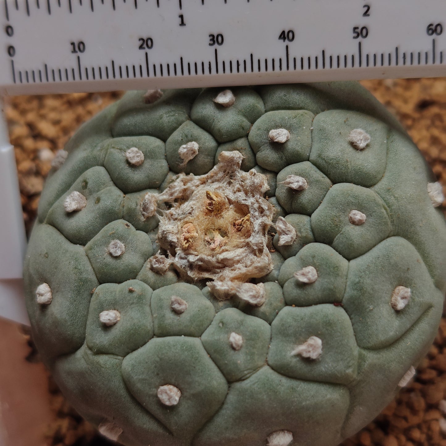 L. fricii dense areoles seed grown plant