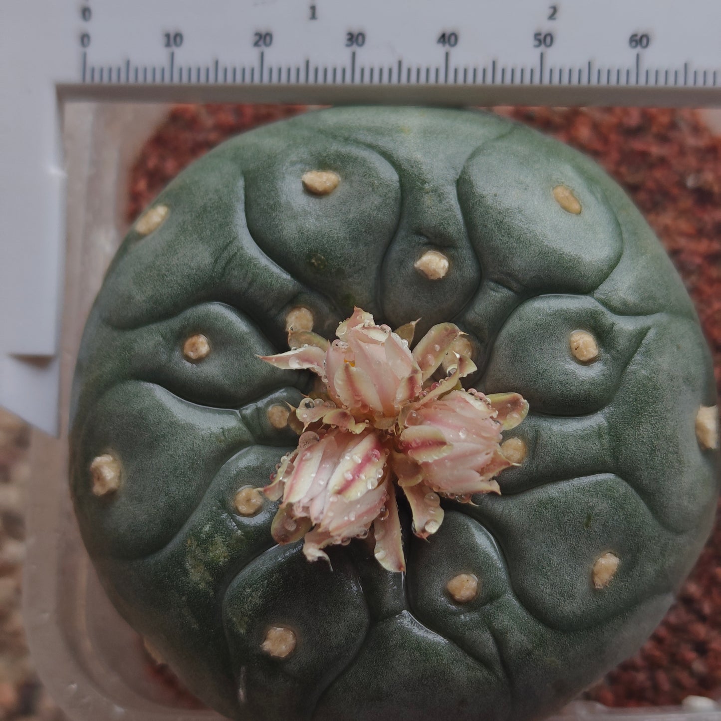 Lophophora seed grown plant large size