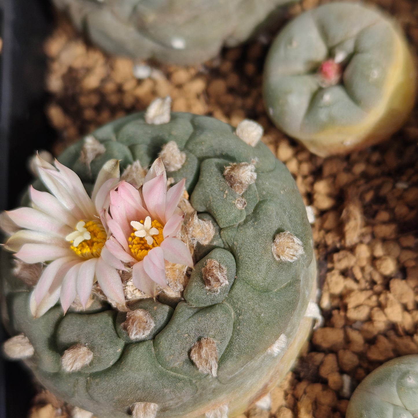 Lophos x 6, seed grown mature plant. Different varieties value pack.