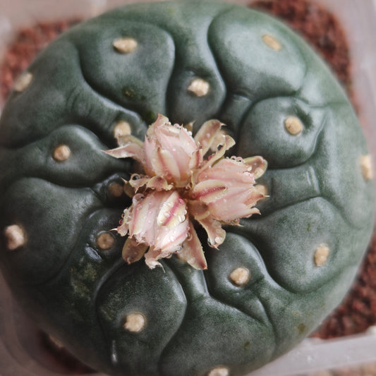 Lophophora seed grown plant large size