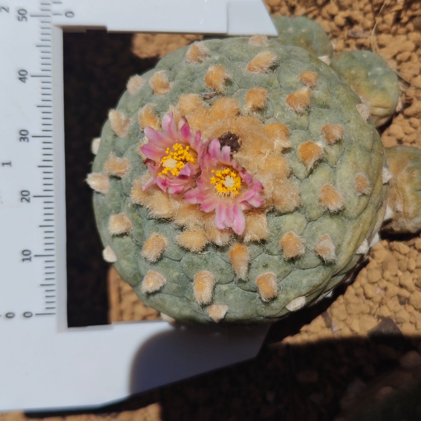 Lophophora fricii dense areoles with very short petals. own roots established plant x 1