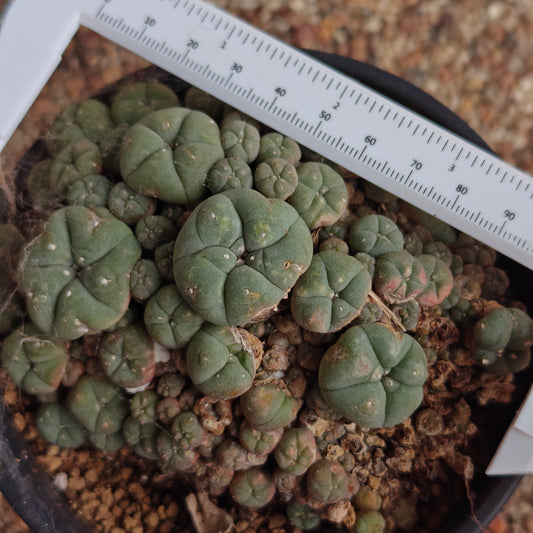 lophophora w caespitosa large size x 1