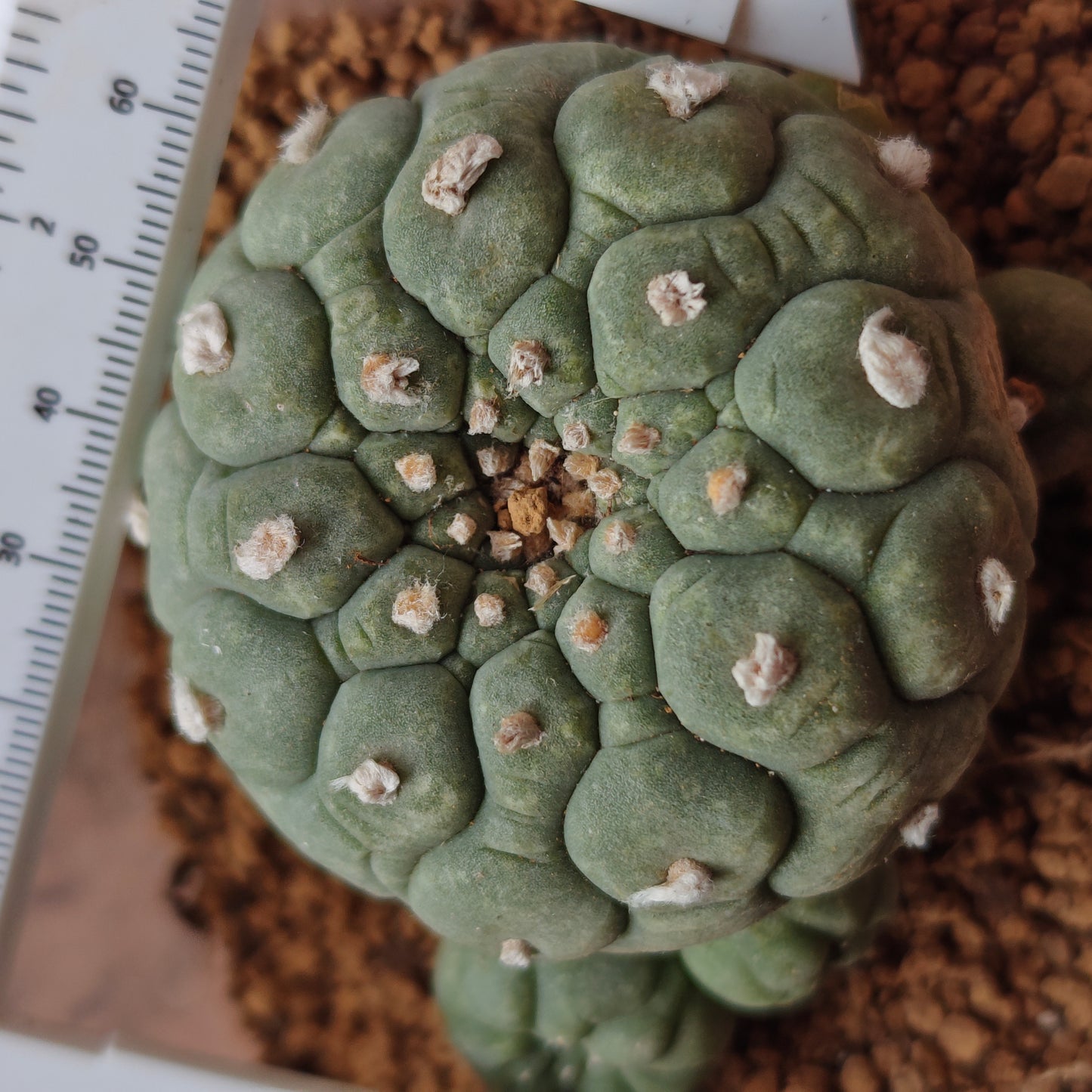 Selected raised-areole lophophora plants x 3. All seed-grown mature plant
