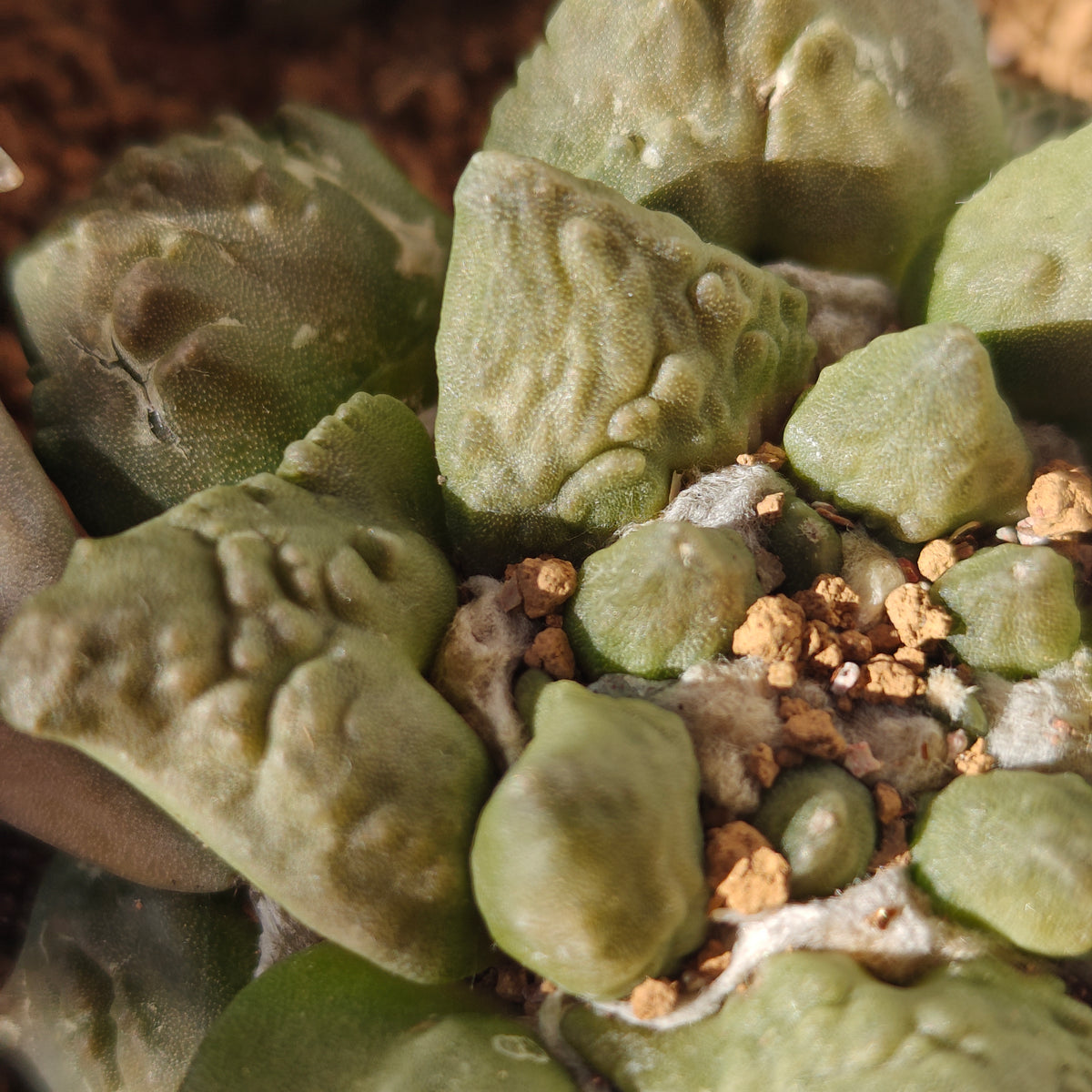 Ariocarpus cauliflower hybrid degrafted 2yrs strong roots. 7-8cm