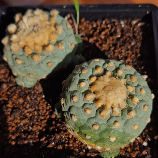 Golden hair self rooted lophos x 2.