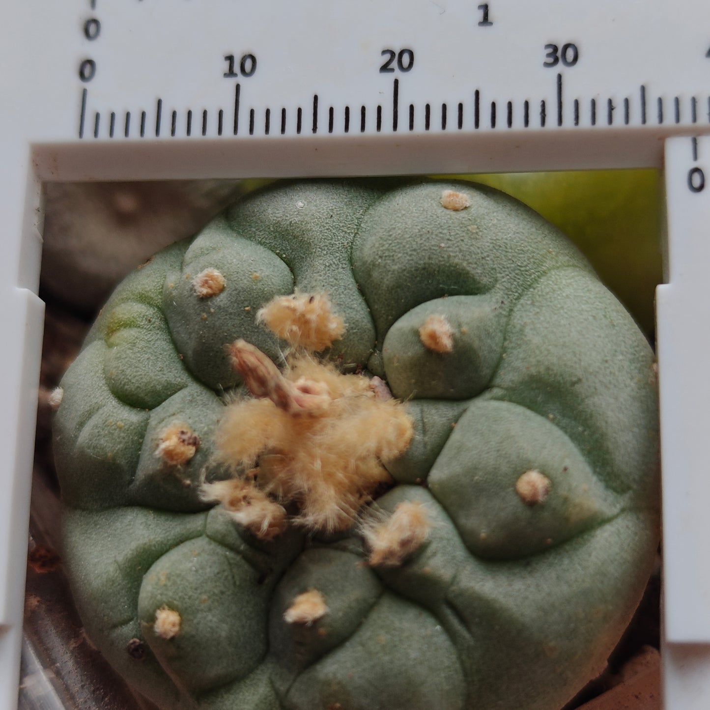 Selected raised-areole lophophora plants x 3. All seed-grown mature plant