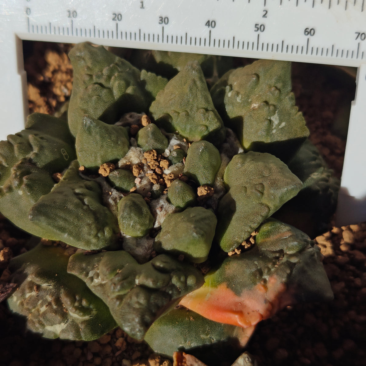 Ariocarpus cauliflower hybrid degrafted 2yrs strong roots. 7-8cm