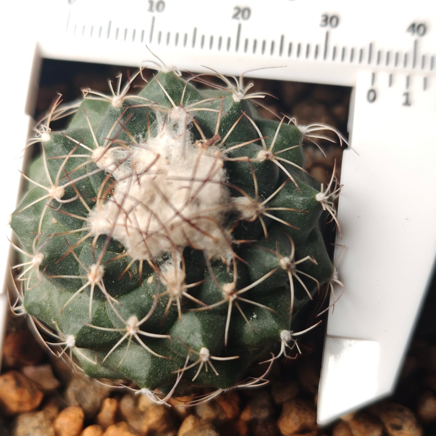 Turbinicarpus laui seed grown mature plant x 1