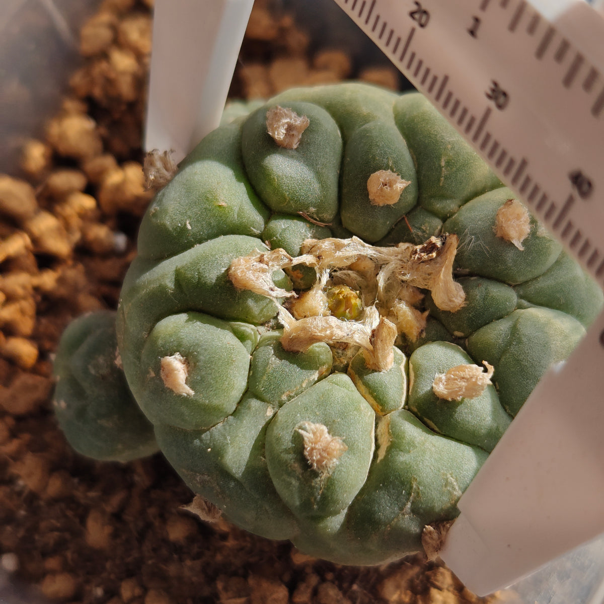 Lophophora fricii with Raised areoles 4.5cm