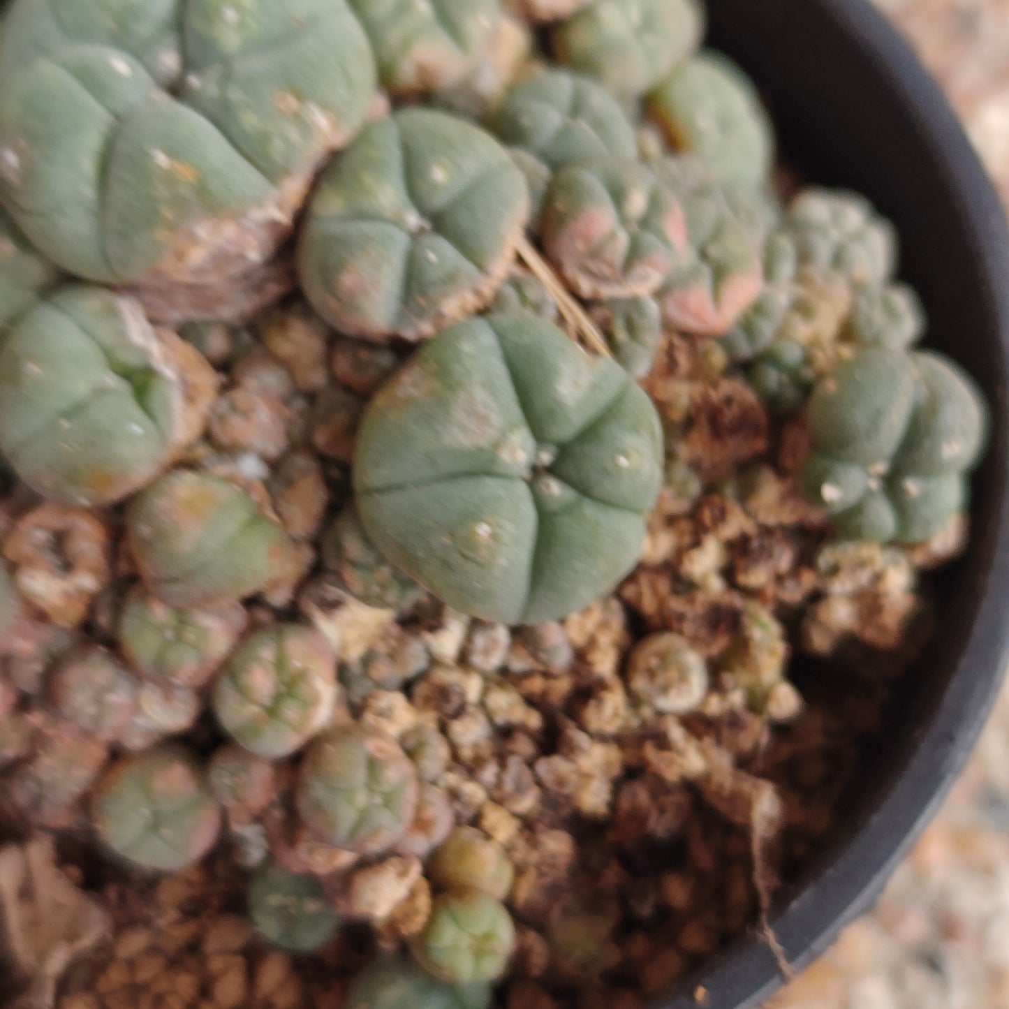lophophora w caespitosa large size x 1