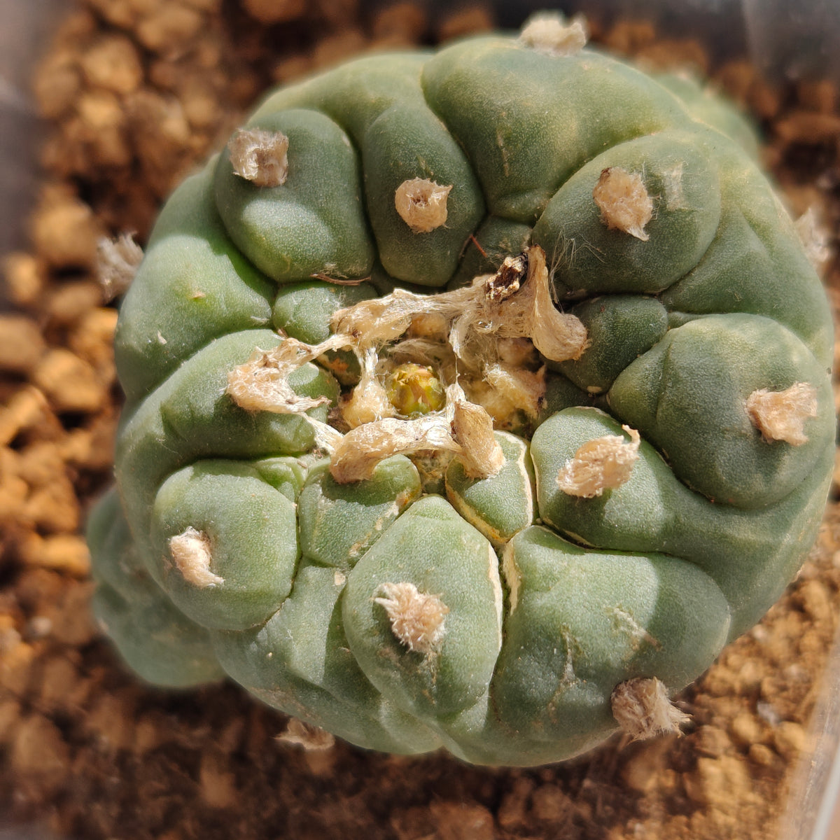 Lophophora fricii with Raised areoles 4.5cm