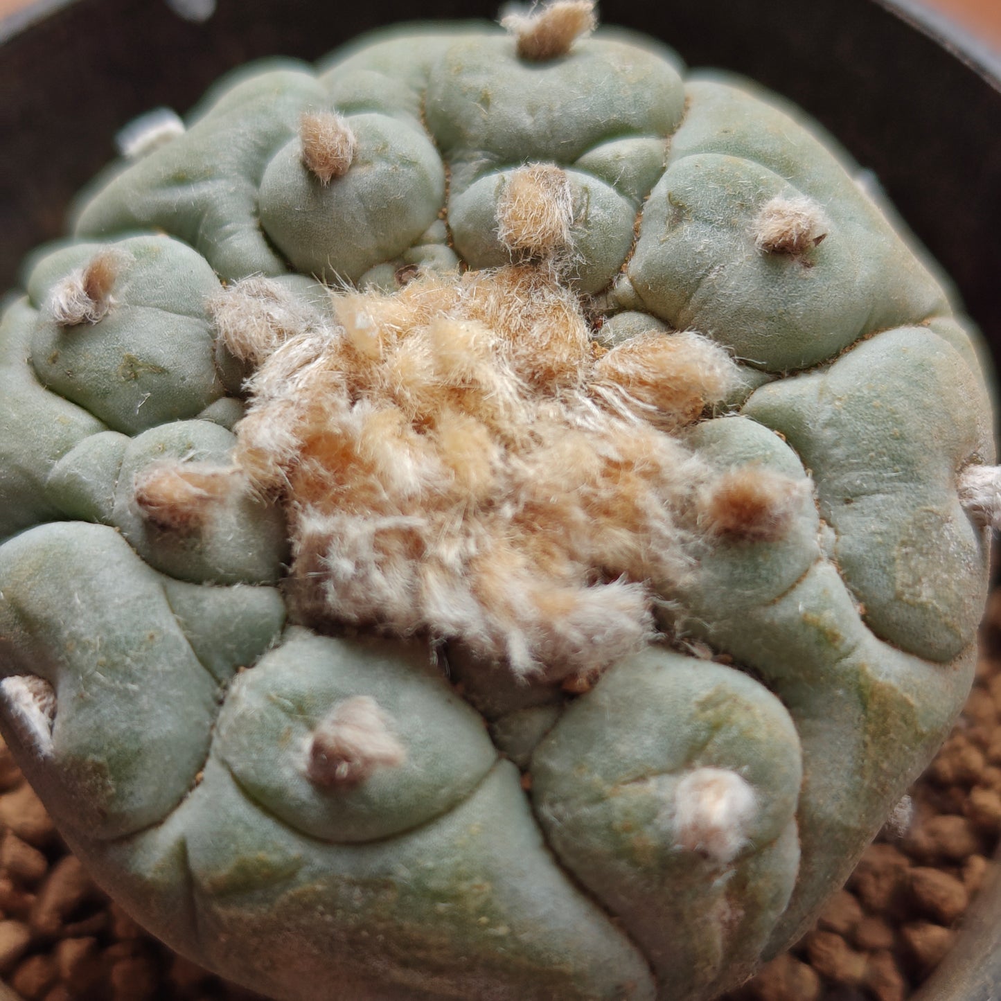 Selected raised-areole lophophora plants x 3. All seed-grown mature plant
