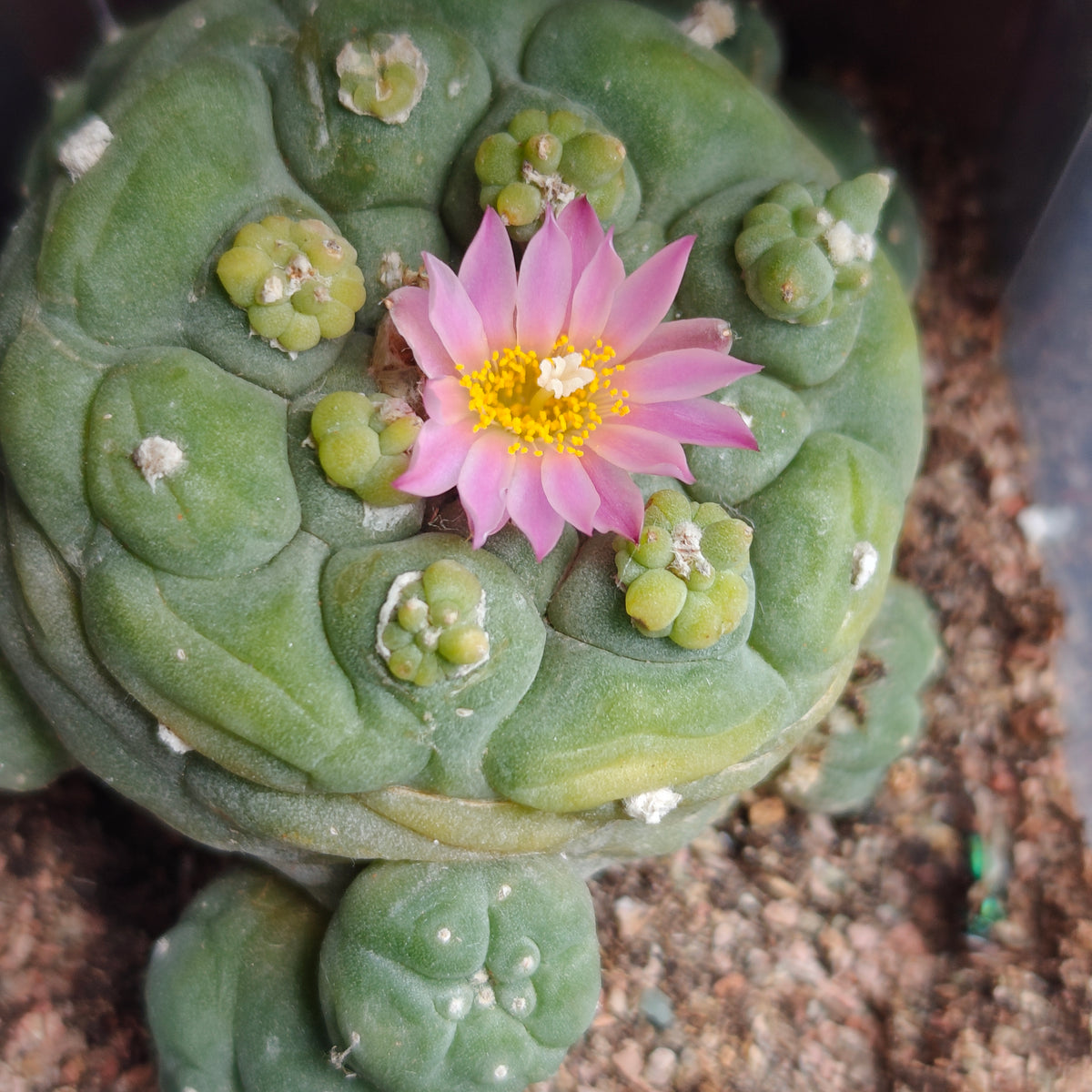 'Budding king' mutant  5.5-6cm seed grown plant