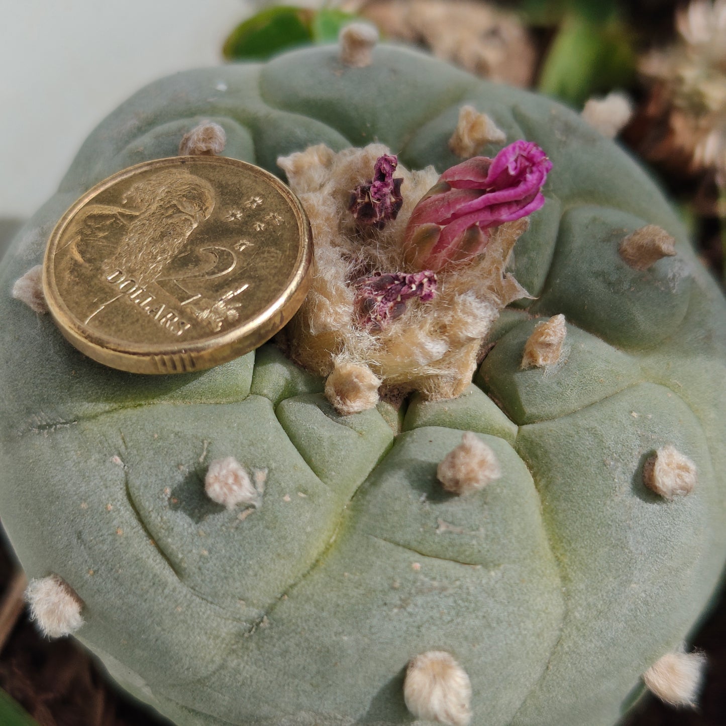 Lophophora fricii Spiral Mature plant