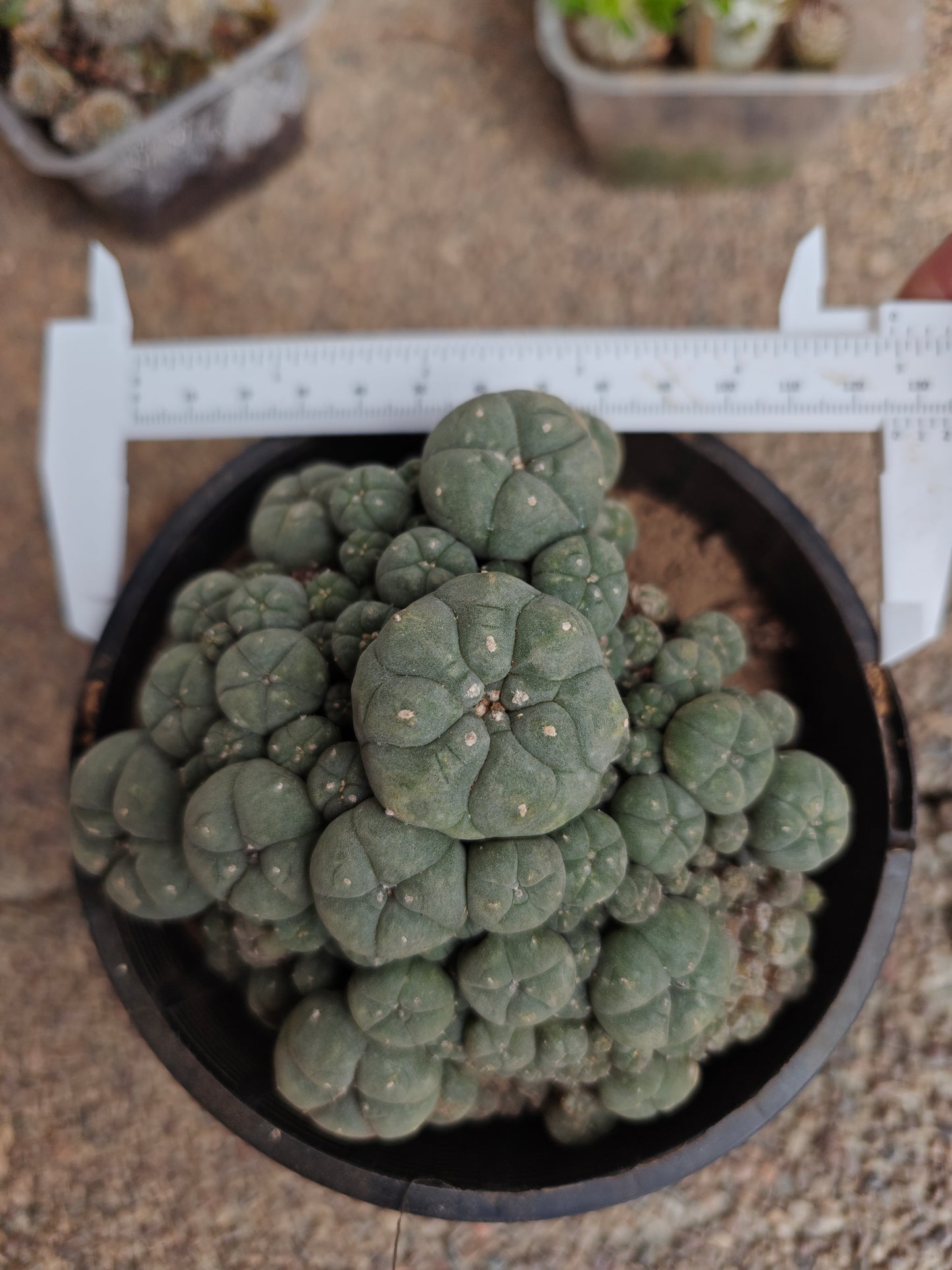 Flowering Cactus Seed grown Lw Caespitosa 10.5cm+.