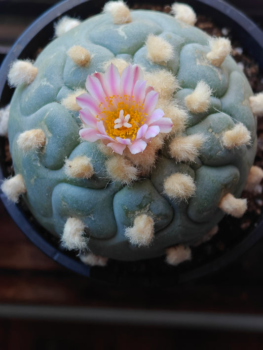 Flowering GoldenHairy L.f 1X Plant 6.6 cm seed grown strong root.