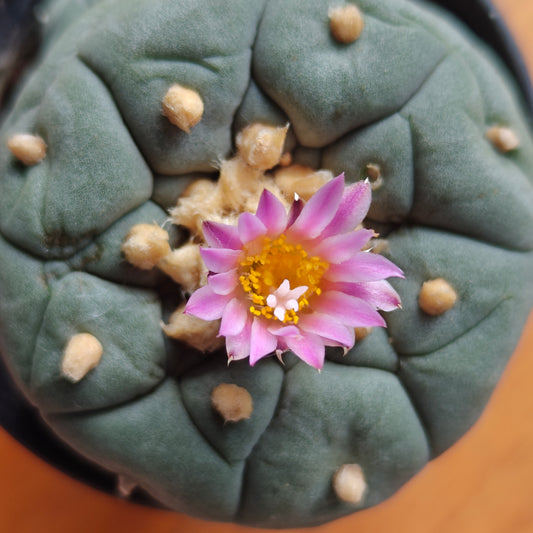Lophophora seed grown plants x2, Spiral areoles